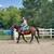 Versatile Warmblood Gelding for Sale 2 thumbnail
