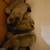 Pug puppies 8 thumbnail