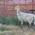 Ram Sheep 1 thumbnail
