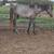 Half welsh/half andalusian coming 2 yr old colt 1 thumbnail