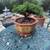 Bonsai Karate Kid Live Juniper Trees   For sale-Great Gifts! 5 thumbnail