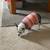 Affordable Pet Sitting  $40.00 overnight, $30.00 doggie daycare. 23 thumbnail