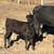 Bred cows and Pairs 3 thumbnail