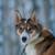 Sled Dogs 2 thumbnail