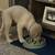 Rehoming 11 week old Goldador 3 thumbnail