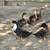 Ducks looking for new pond 2 thumbnail