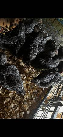 Pullets ! Chickens hens ! 1