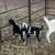 Nubian Lecheros/Milk Goats 1 thumbnail