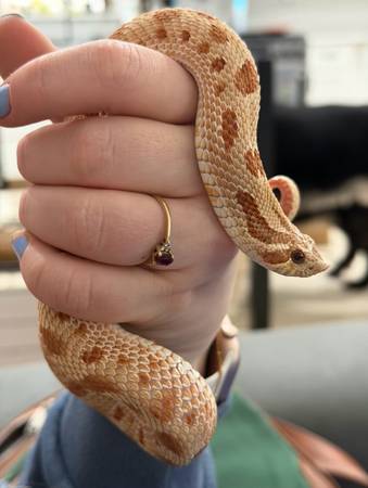 Hognose Snake 1