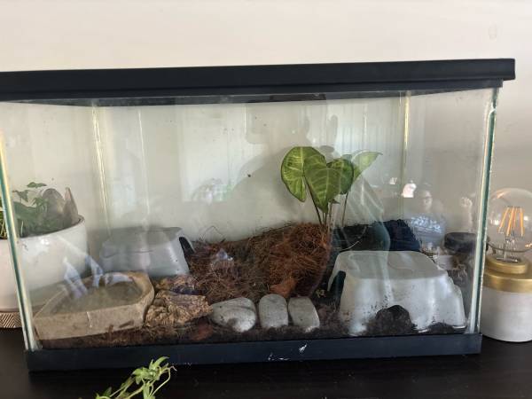 Leopard Gecko (enclosure also available) (Calcium)63659488300673123