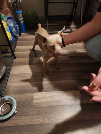Free puppy (richmond / point / annex)64018041398914120