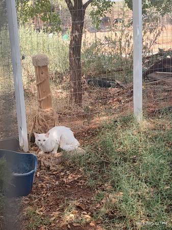 Gato semisalvaje - $20 de tarifa de reubicación OBO (East Mesa)63834020606593121
