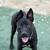 German Shepherd Mix 2 thumbnail