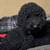 poodle 2 thumbnail