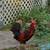 Roosters 2 thumbnail