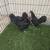 Bantam chickens 11 thumbnail