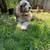 Pet sitter, pet boarding, dog sitter  $20.00 coupon  on 1st rover booking 13 thumbnail
