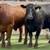 Finished Grain Fed Feeder Steers & Heifers Butcher Calf 2 thumbnail
