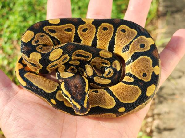Baby Ball Python63687883548675120