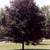 BALLED AND BURLAP EVERGREENS- ARBORVITAES- SHADE TREES AND MORE (SALE) 6 thumbnail