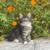 **adorable kittens - puurfect companions!** 1 thumbnail