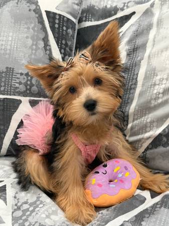 Shorkie (Chicago)604761201449390081