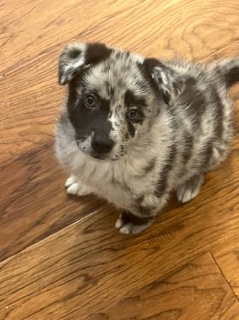 Rehoming Male Merle  mini Aussie/Pom (Farmersburg)