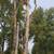Arborist for hire 1 thumbnail