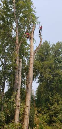 Arborist for hire 1