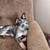 Blue heeler pups 5 thumbnail
