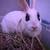 Mini Rex bunny 4 thumbnail