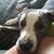 2 year old free unfixed female timid dog 3 thumbnail