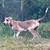 Great Danes 3 thumbnail