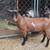 ADGA Reg Nigerian Dwarf yearling milker 1 thumbnail