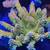 Corals Looking For Home in SF 15 thumbnail