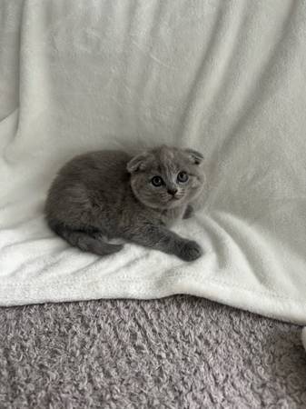 Scottish fold/straight kittens (Buckley)63697490415747122
