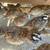 Quail 3 thumbnail