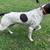 German Shorthair Pointer 8 thumbnail