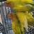 Lovebirds 1 thumbnail