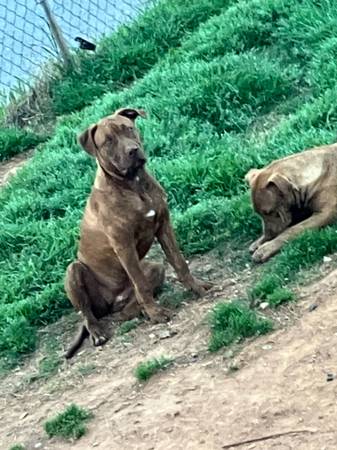 Red brindle pitbull (Piedmont)63940592981123120