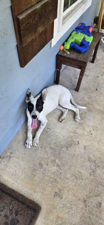 I will give $100 for someone to rehome dog 1