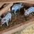 Mangalitsa Piglets 8 thumbnail