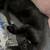 black cat. 10 thumbnail