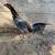 Gamefowl gallos fino 4 thumbnail