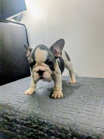 Macho francés exótico disponible (Los Ángeles)63867198109315121