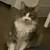 Great cat 4 thumbnail