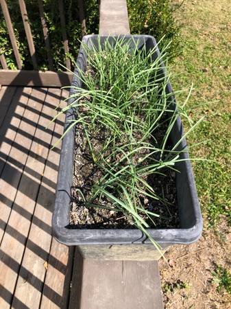 Large planter box with grape hyacinths 1