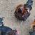 Rooster, chickens cockerels 1 thumbnail