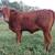 Registered Beefmaster Polled Heifers 2 thumbnail