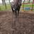 Horse training and saddle starting 2 thumbnail